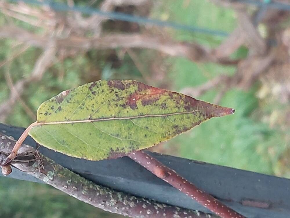 Actinidia tetramera — houseplant care guide