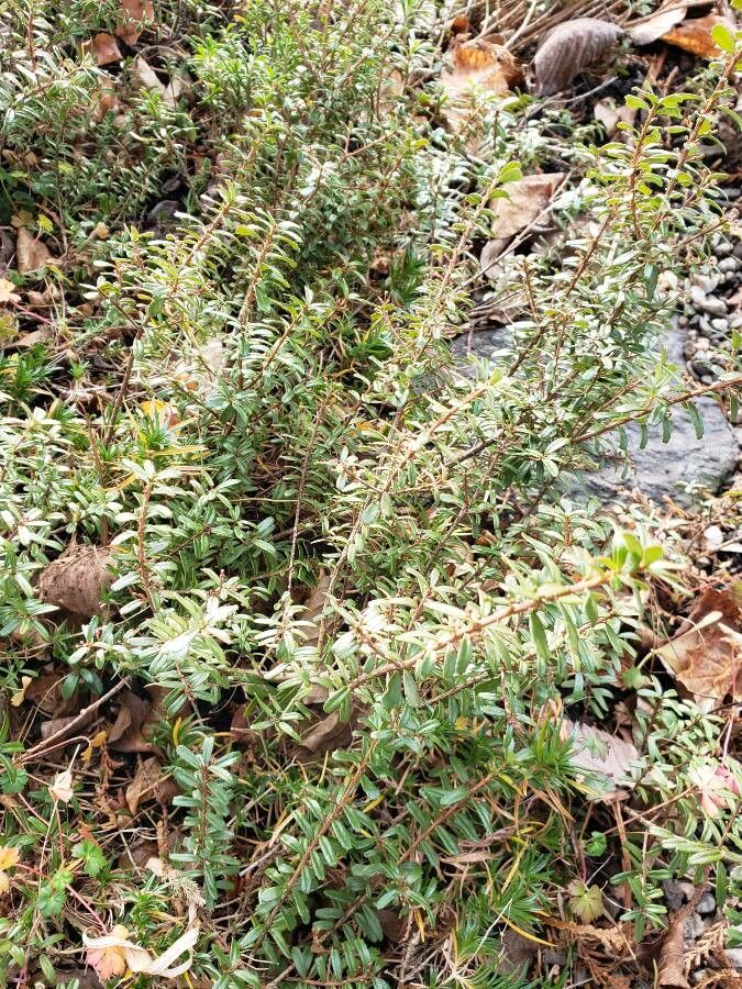 Paxistima canbyi habit