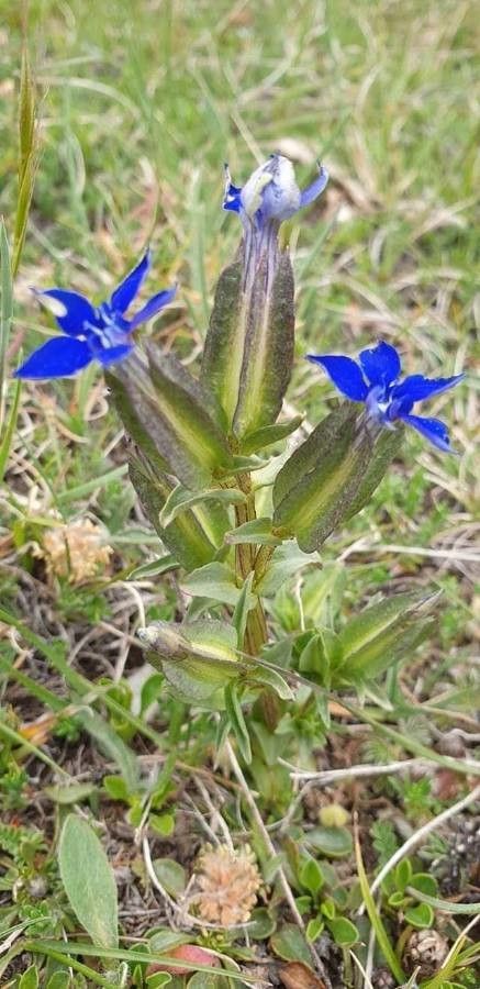 Gentiana utriculosa leaf