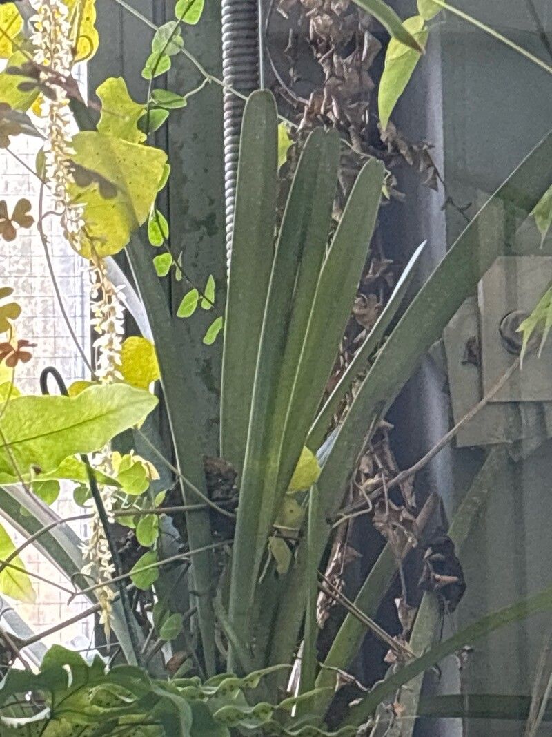 Cymbidium simulans — search result for 'Cymbidium'