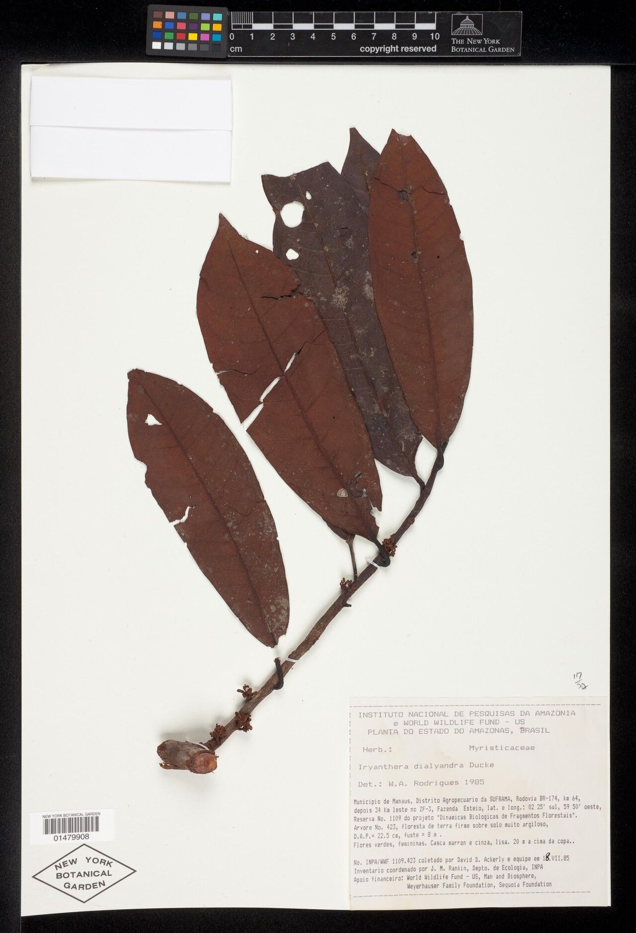 Iryanthera dialyandra leaf