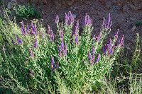 Salvia deserta bark
