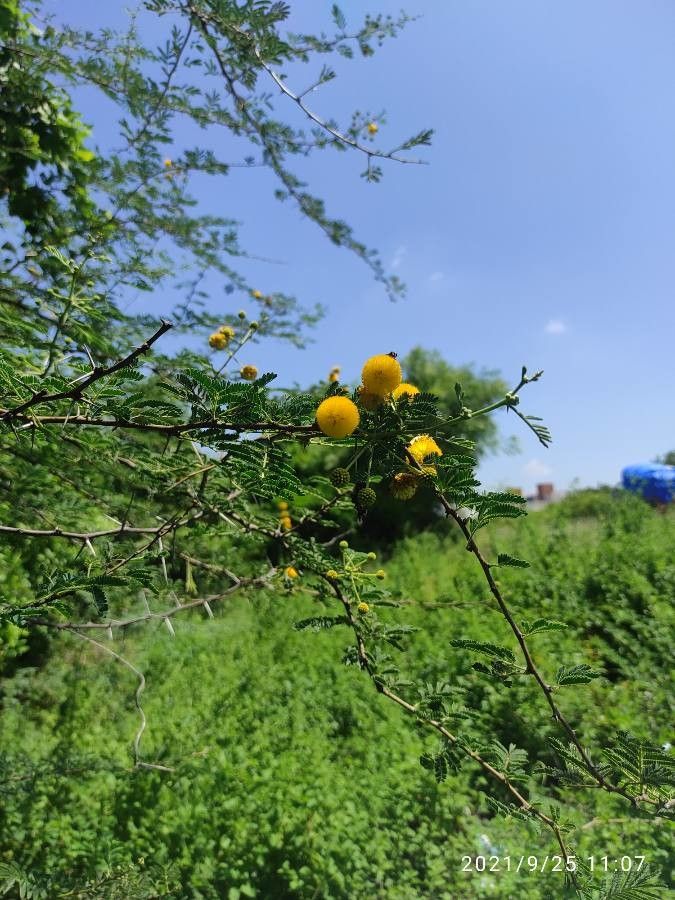 Vachellia hockii leaf