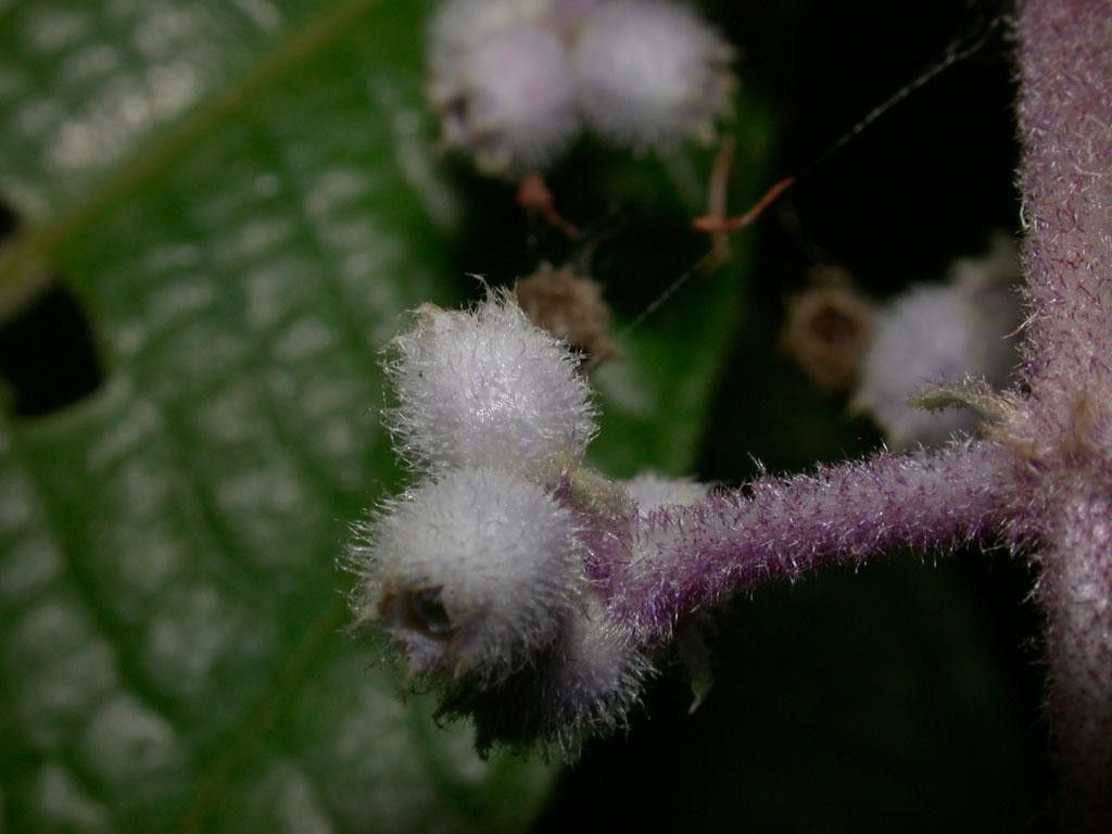Miconia dorsiloba fruit