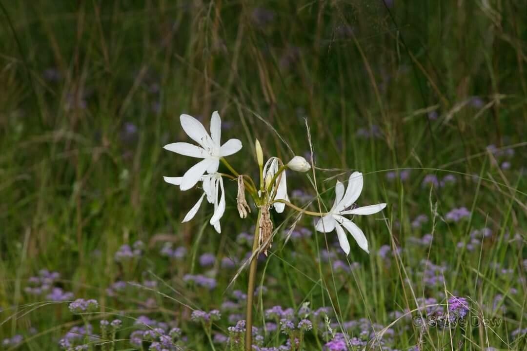 Crinum flaccidum — search result for 'Crinum'