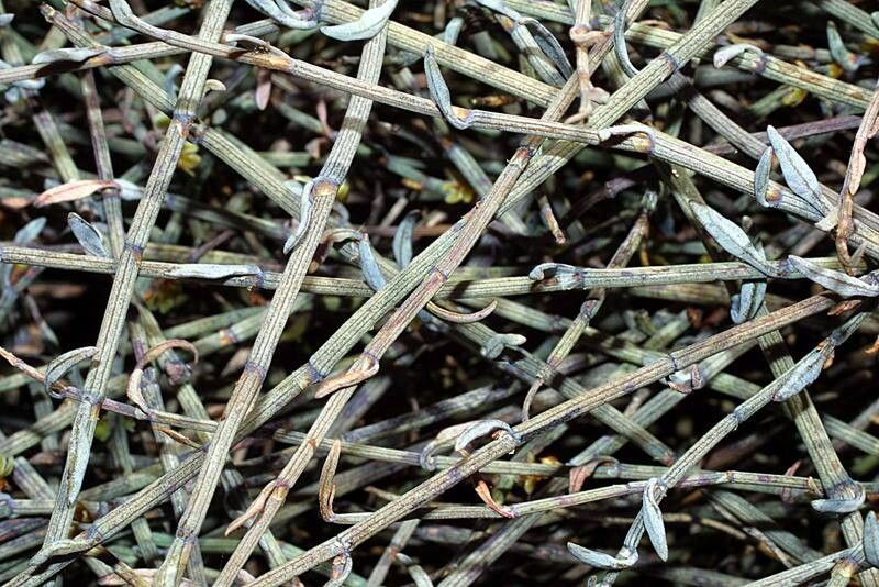 Muehlenbeckia ephedroides — search result for 'Muehlenbeckia'