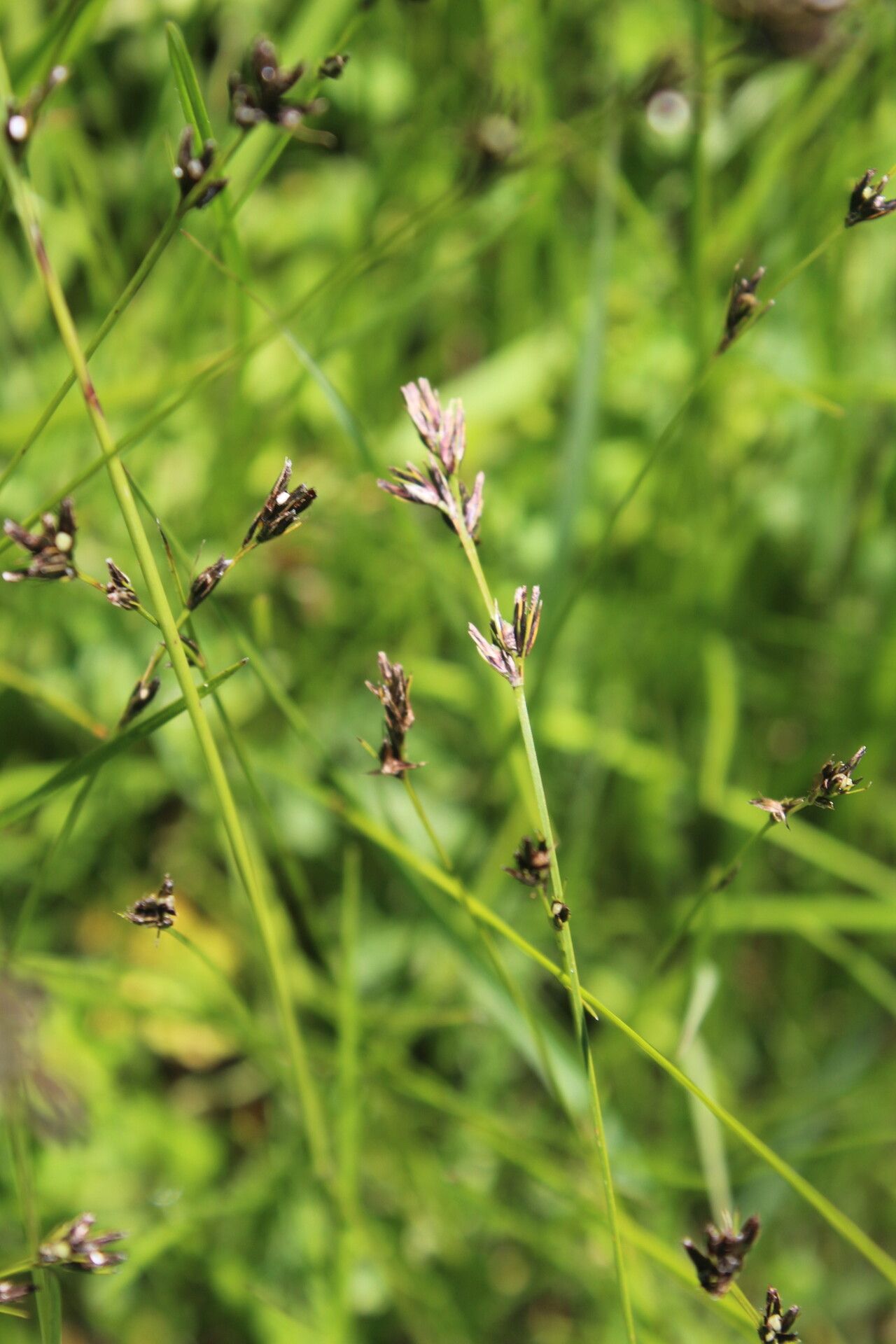 Scleria dregeana — houseplant care guide