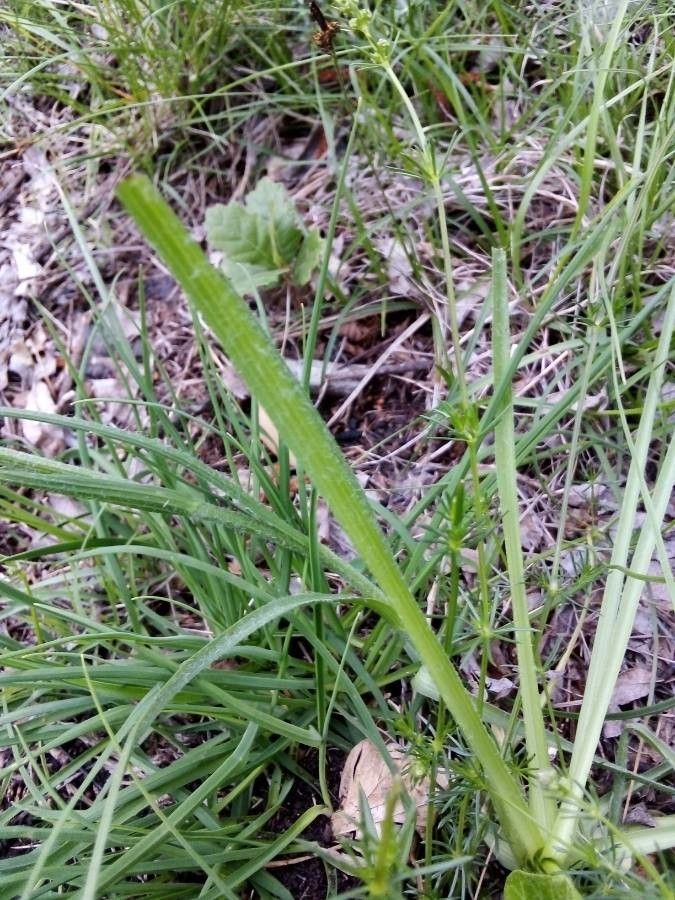 Scorzonera villosa leaf