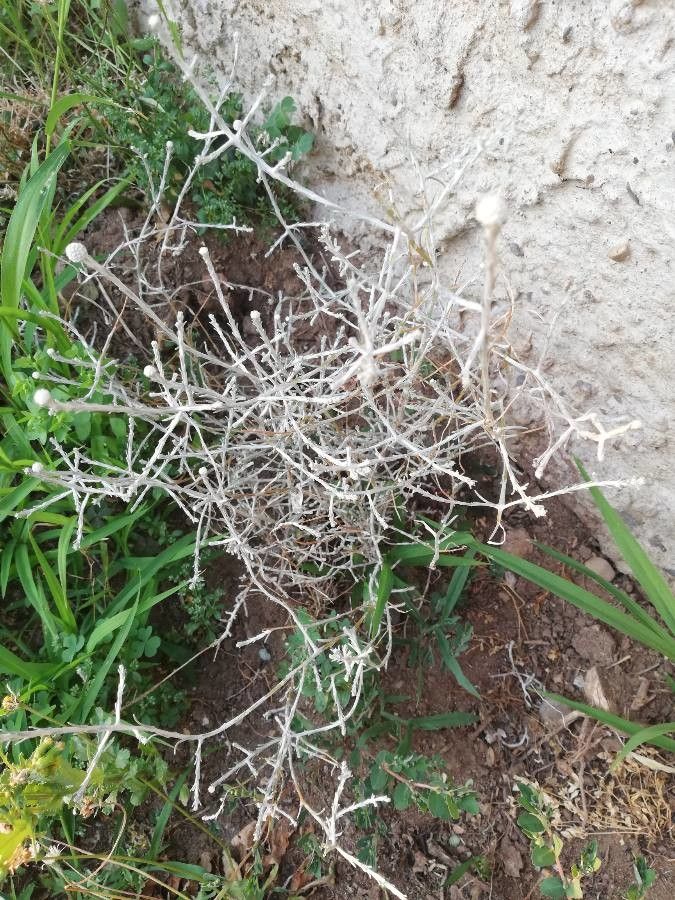 Eriogonum plumatella leaf