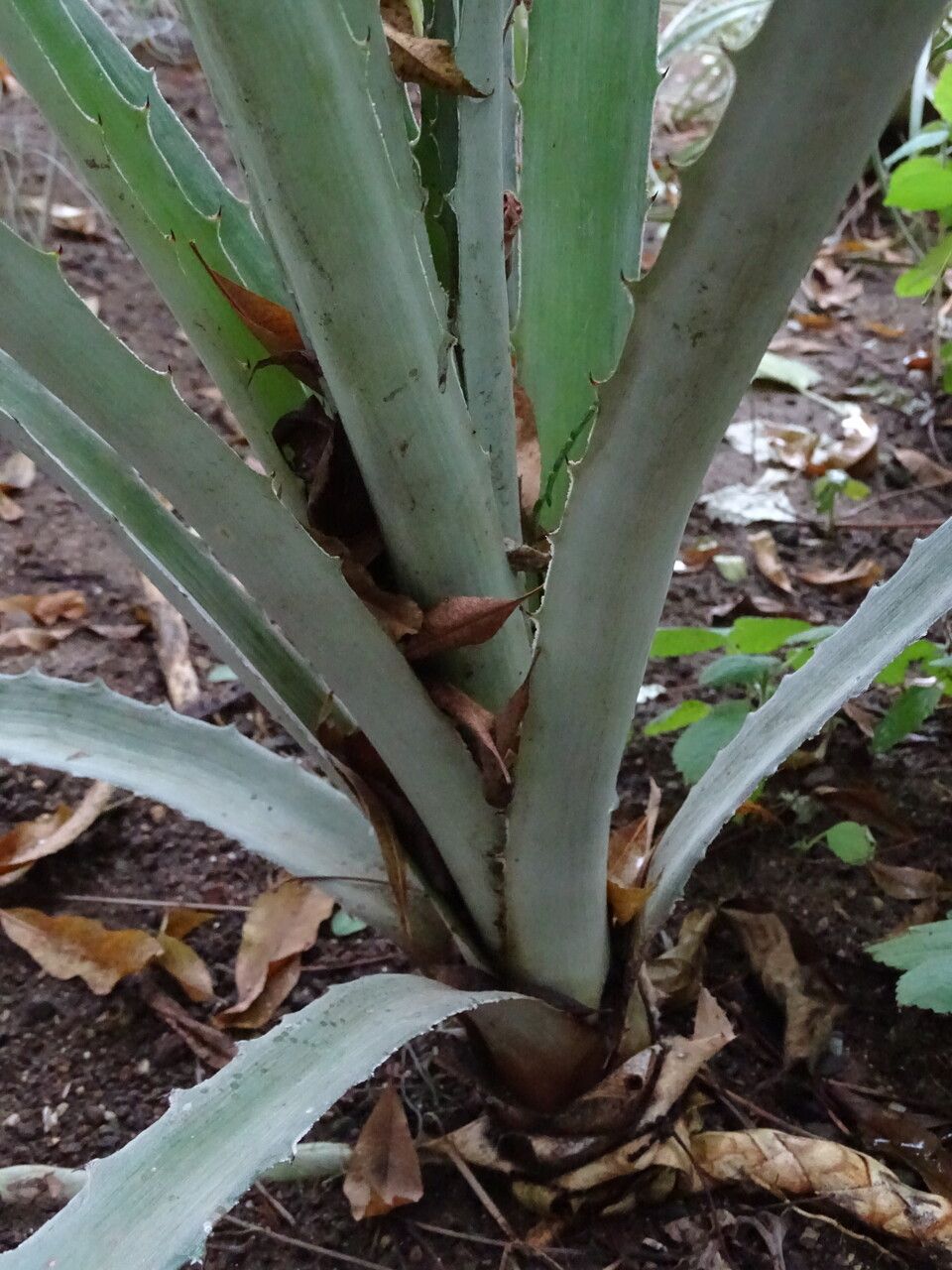 Bromelia lagopus habit