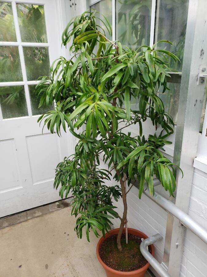 Podocarpus smithii habit