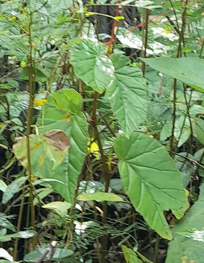 Begonia pycnantha — houseplant care guide
