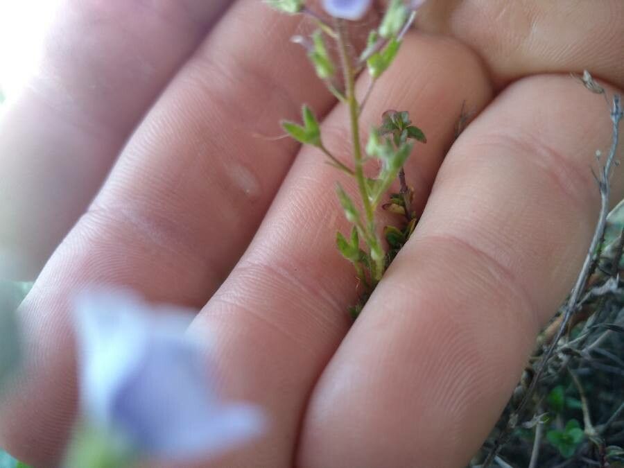 Veronica acinifolia leaf