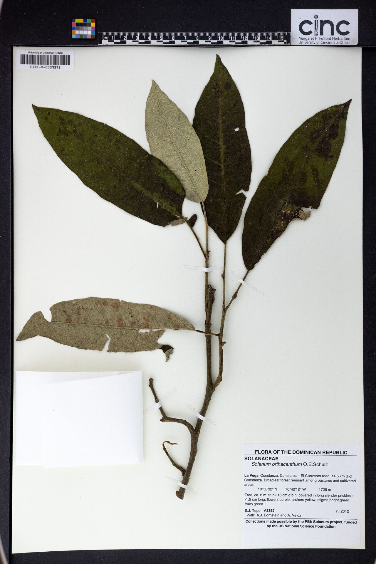 Solanum orthacanthum — houseplant care guide