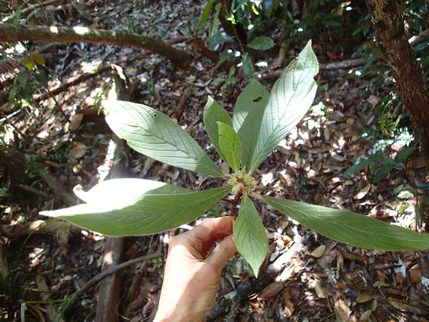 Psychotria rubefacta — houseplant care guide