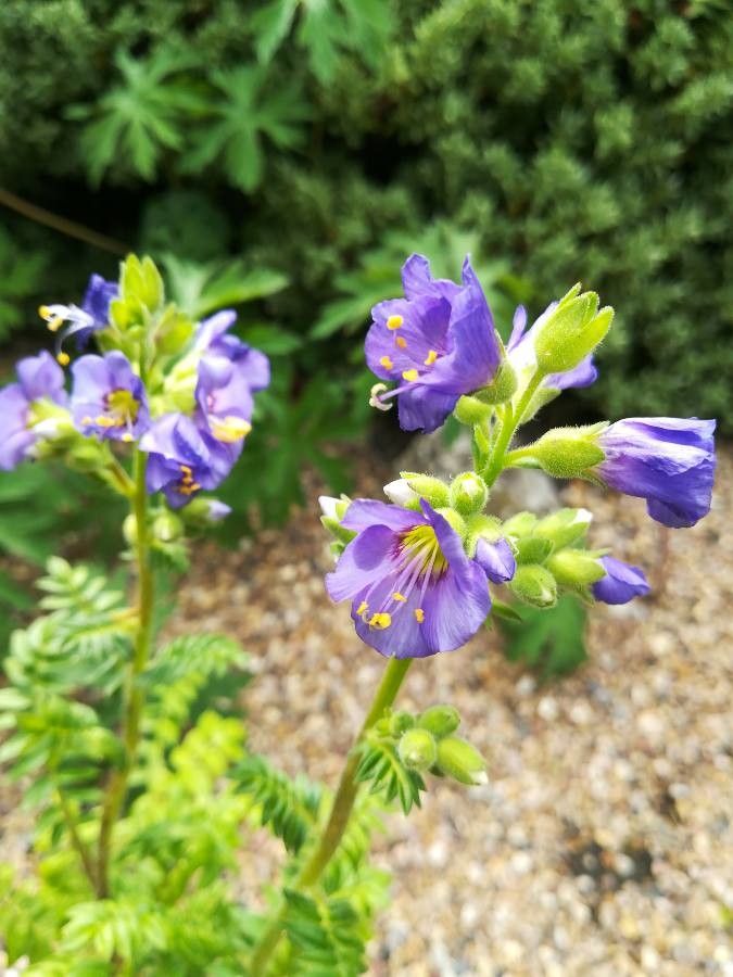Polemonium foliosissimum flower