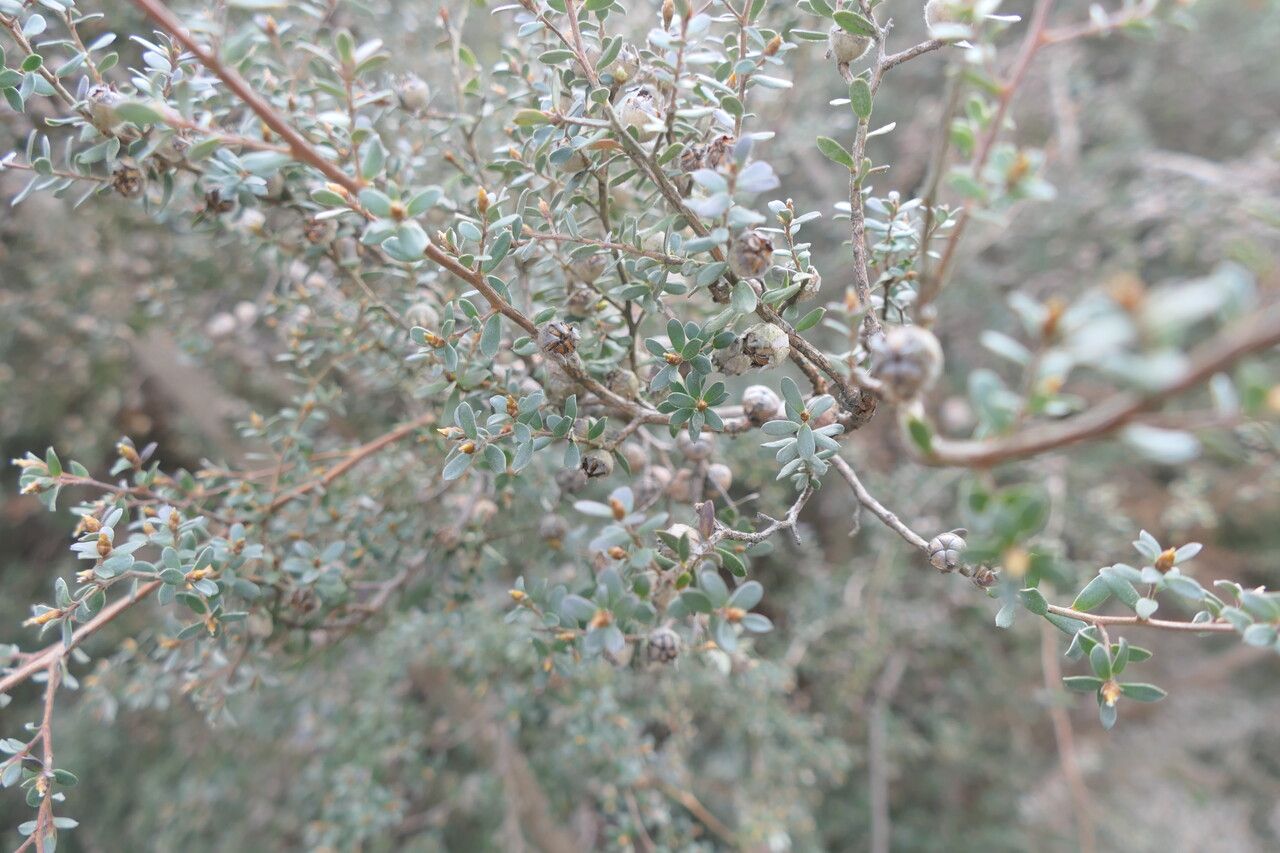 Leptospermum lanigerum — search result for 'Myrtaceae'