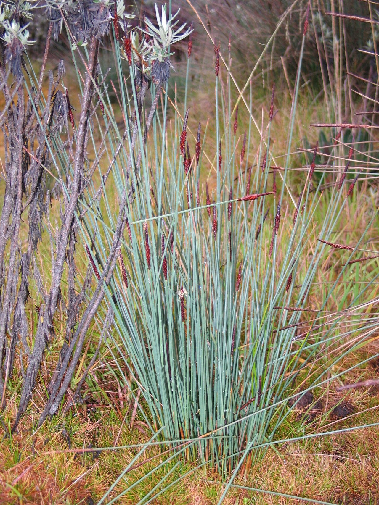 Carex runssoroensis — houseplant care guide