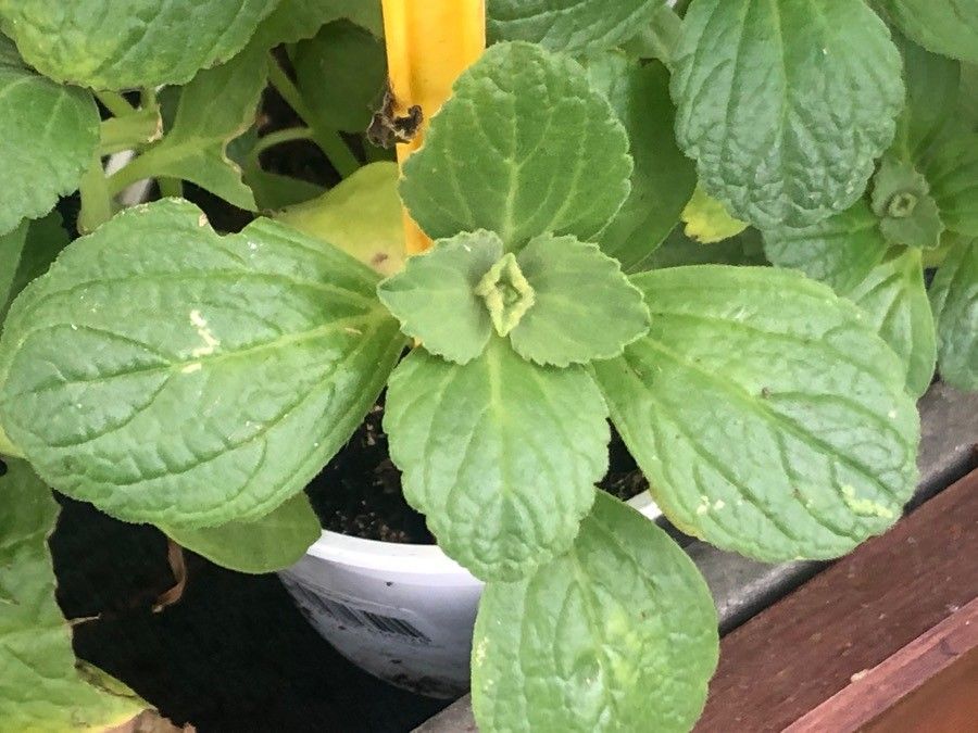 Plectranthus caninus leaf