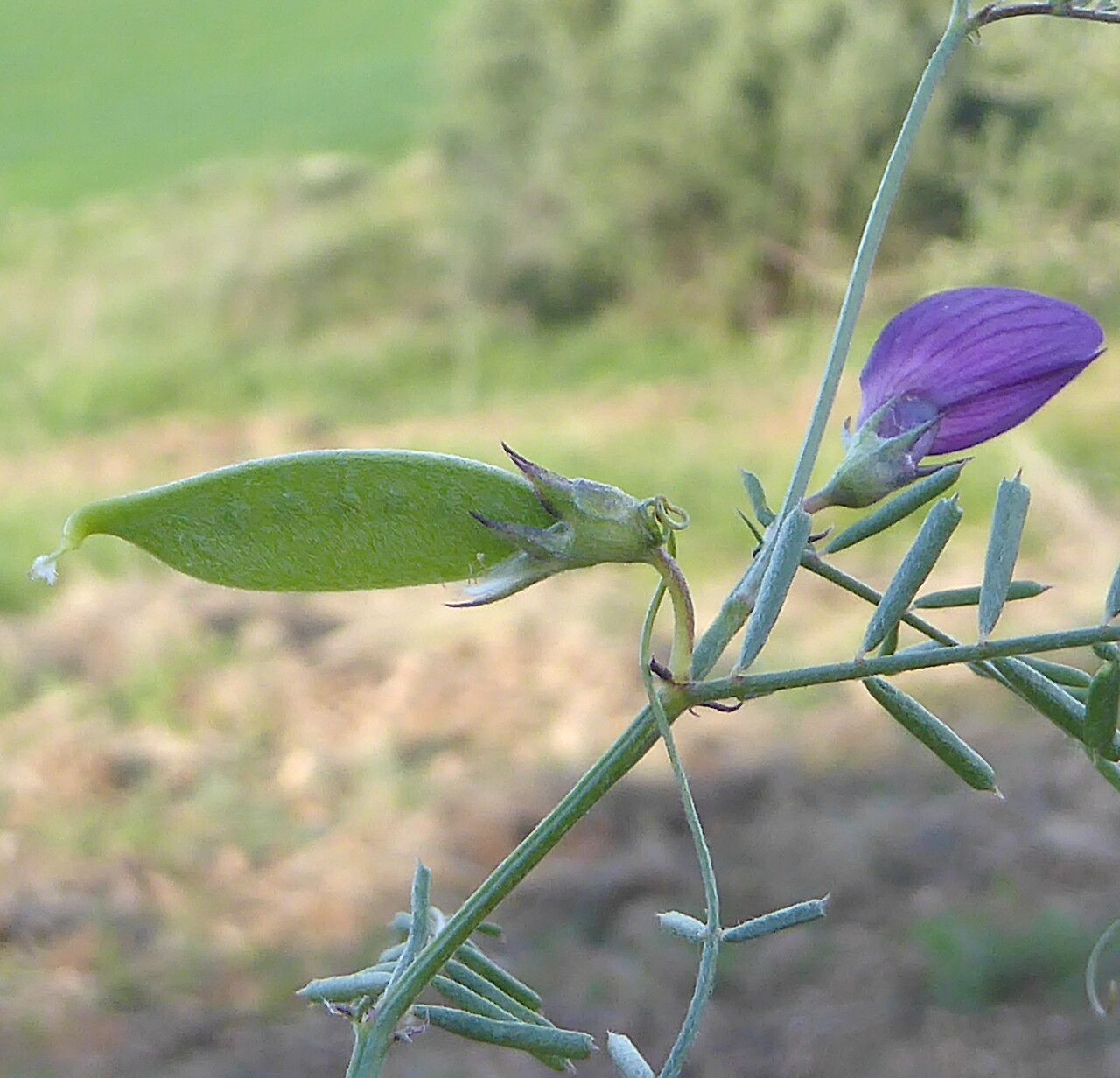 Vicia angustifolia fruit