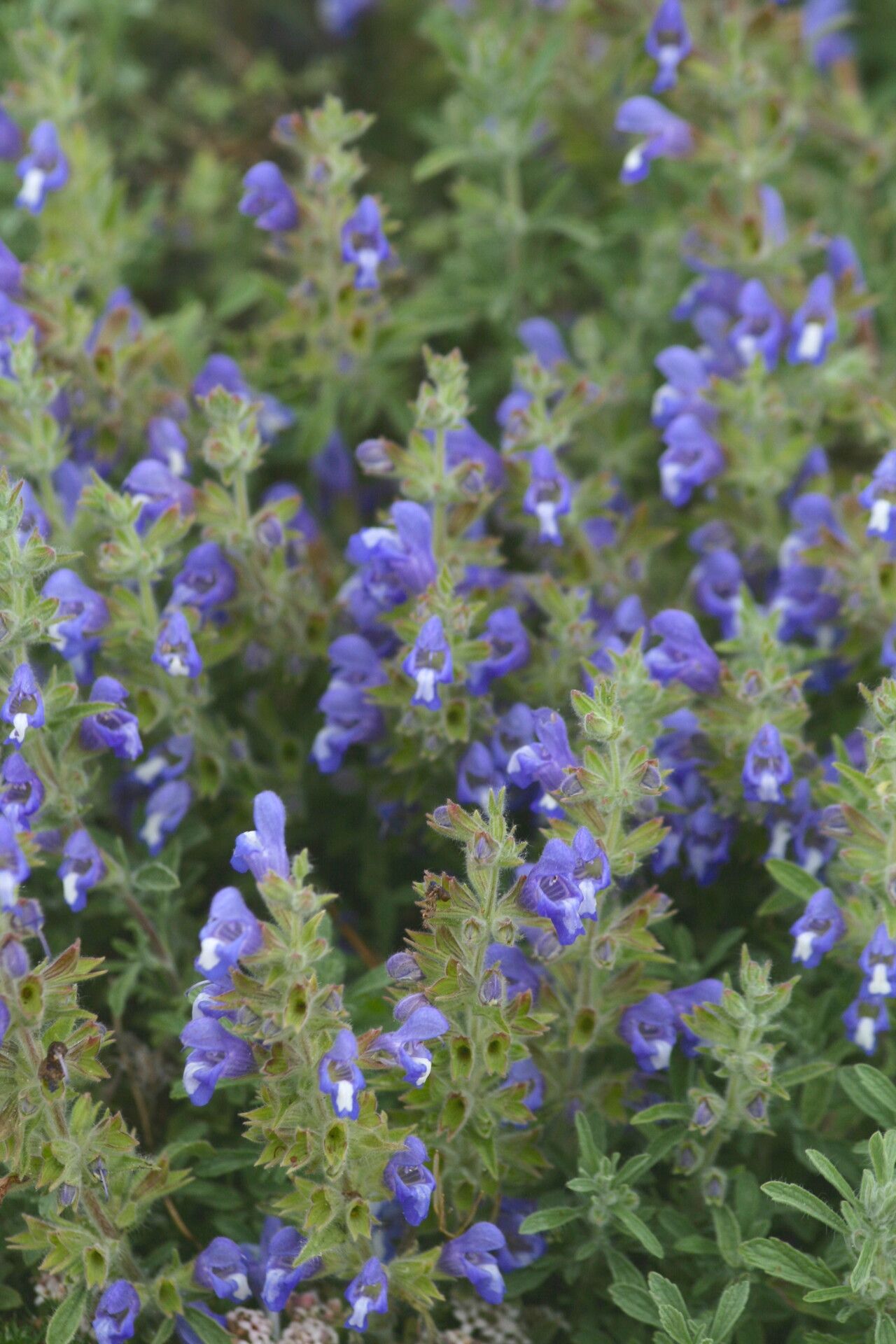 Salvia pisidica flower