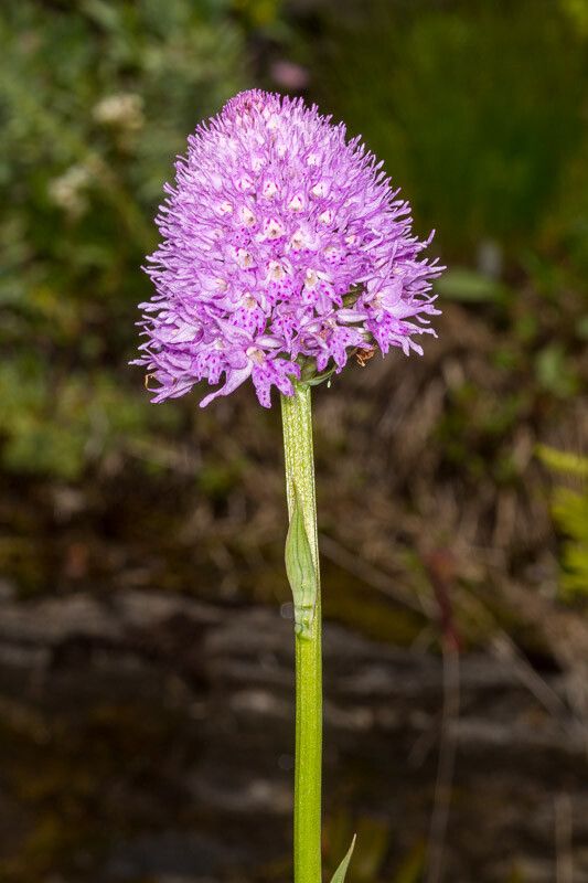 Traunsteinera globosa bark