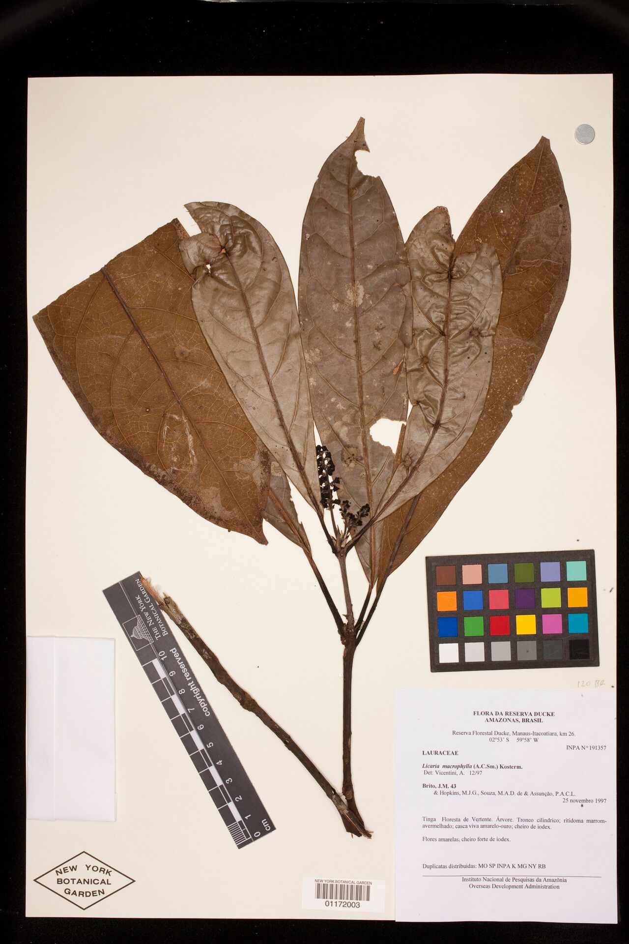 Licaria macrophylla — houseplant care guide