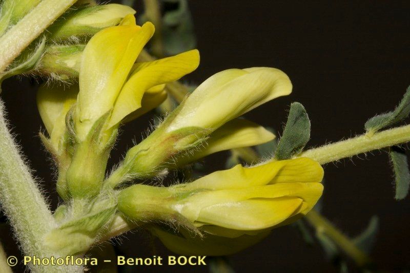 Astragalus akkensis — related species from the same genus