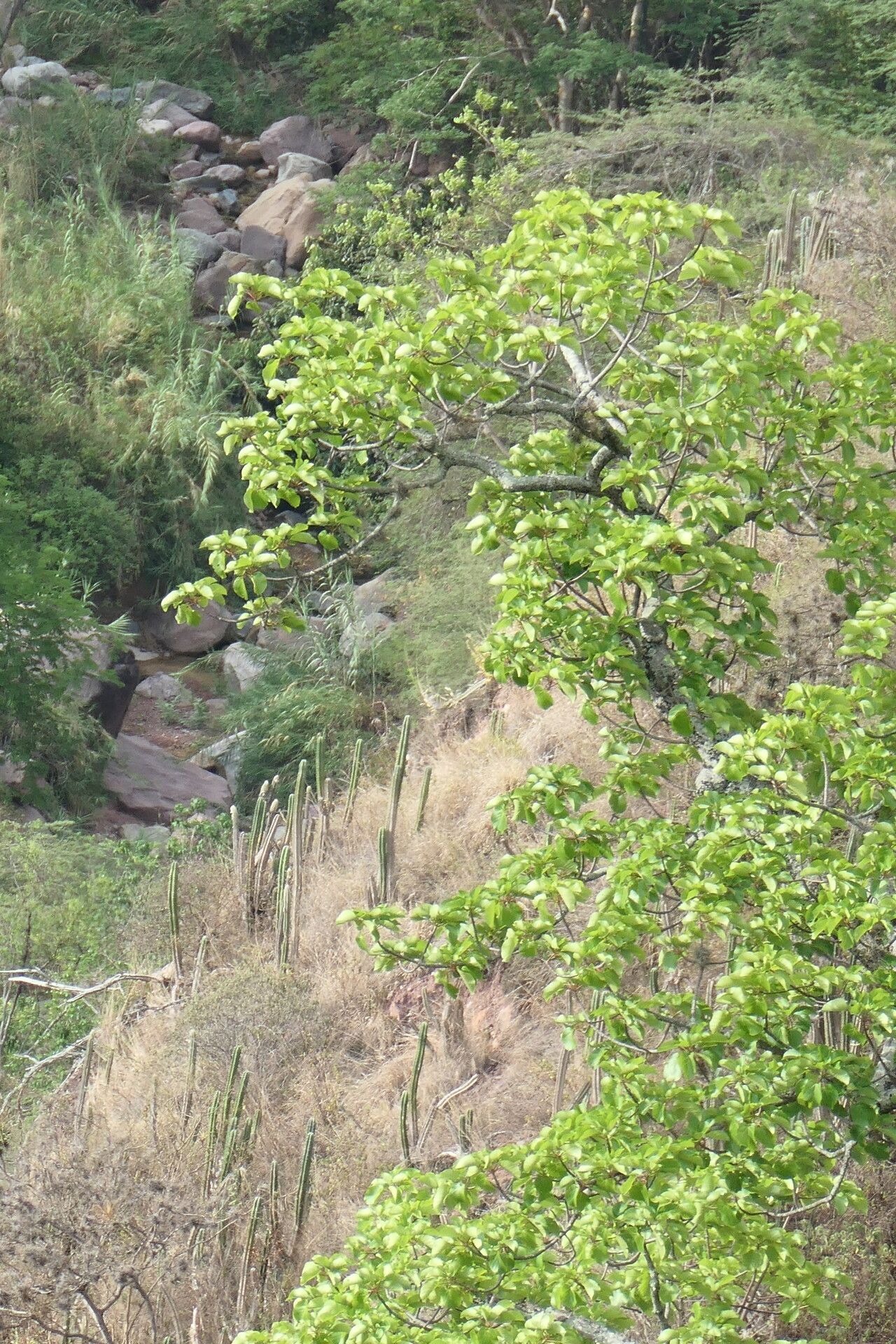 Cavanillesia chicamochae — related species from the same genus