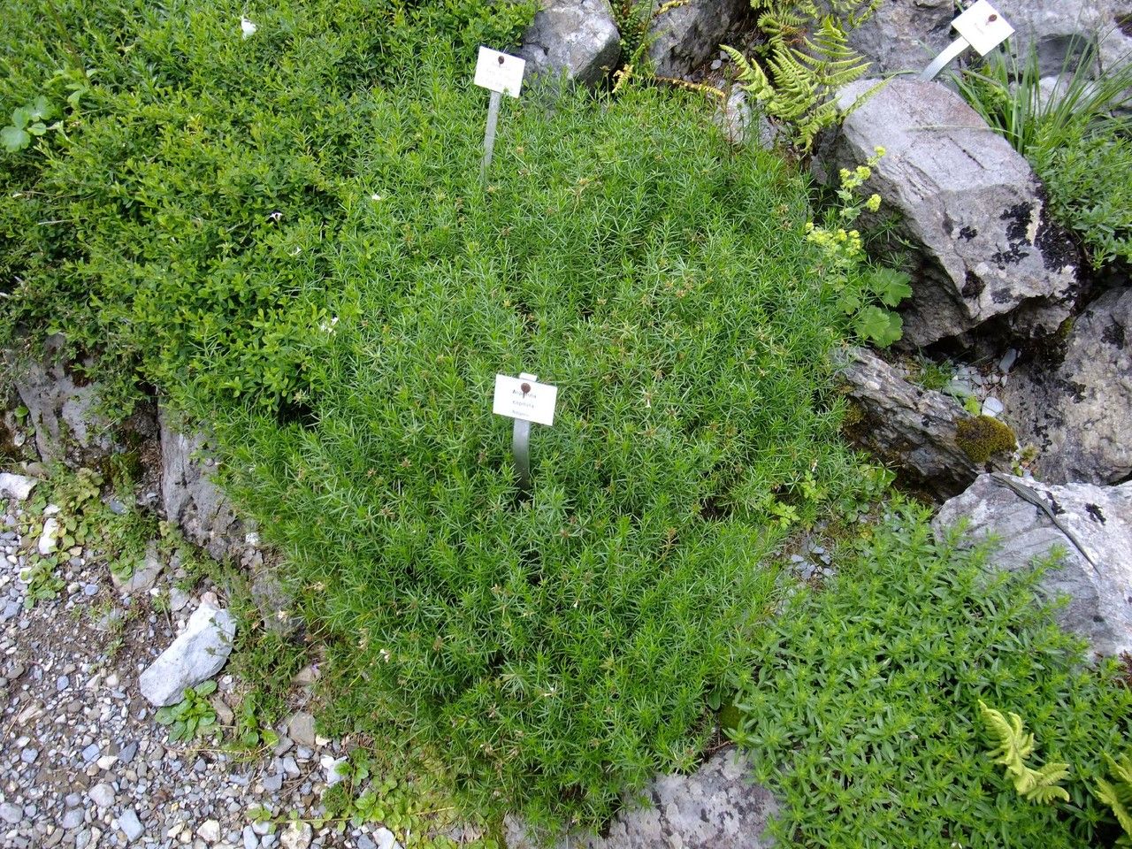 Asperula capitata habit