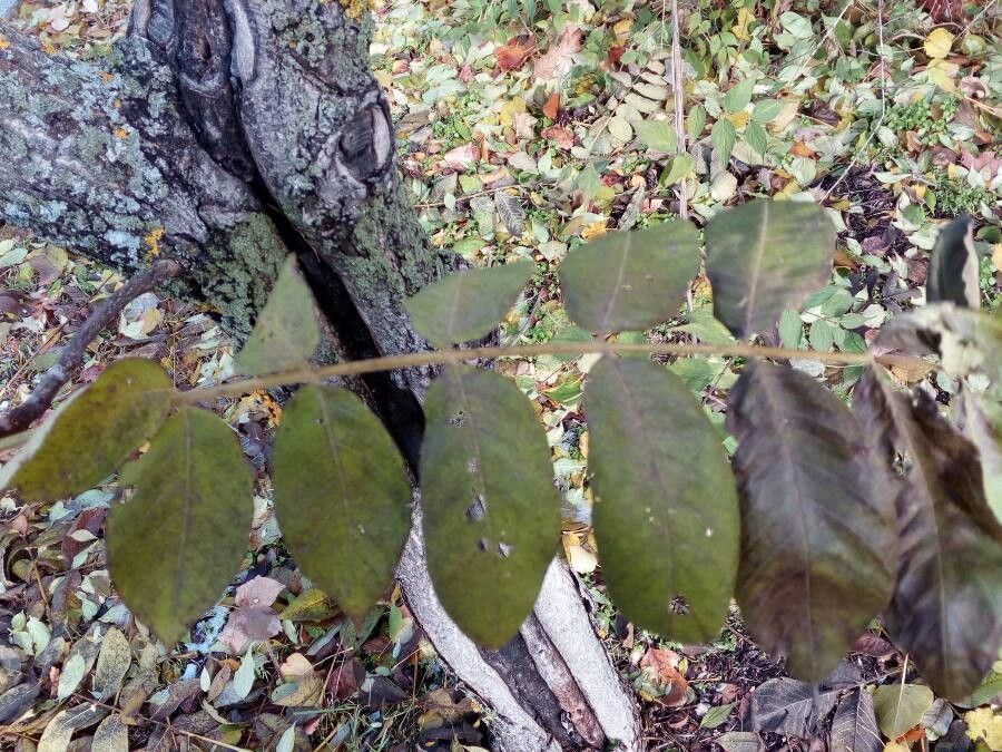 Juglans ailanthifolia