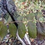 Juglans ailanthifolia