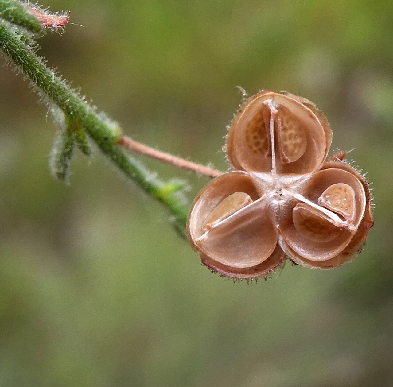 Fumana ericoides fruit
