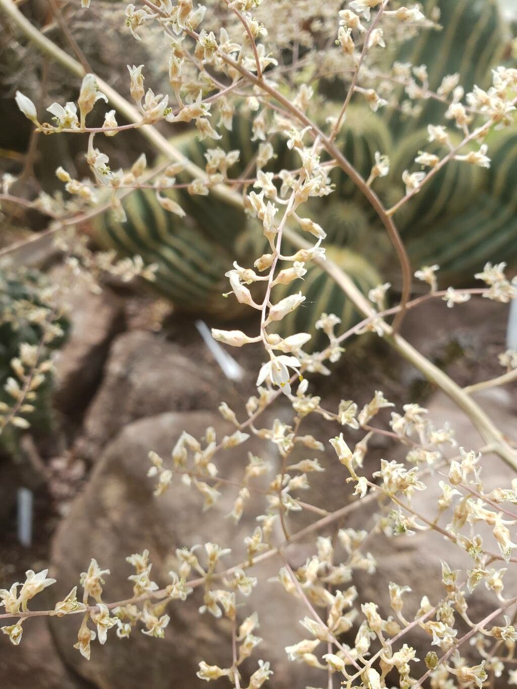 Hechtia caerulea flower