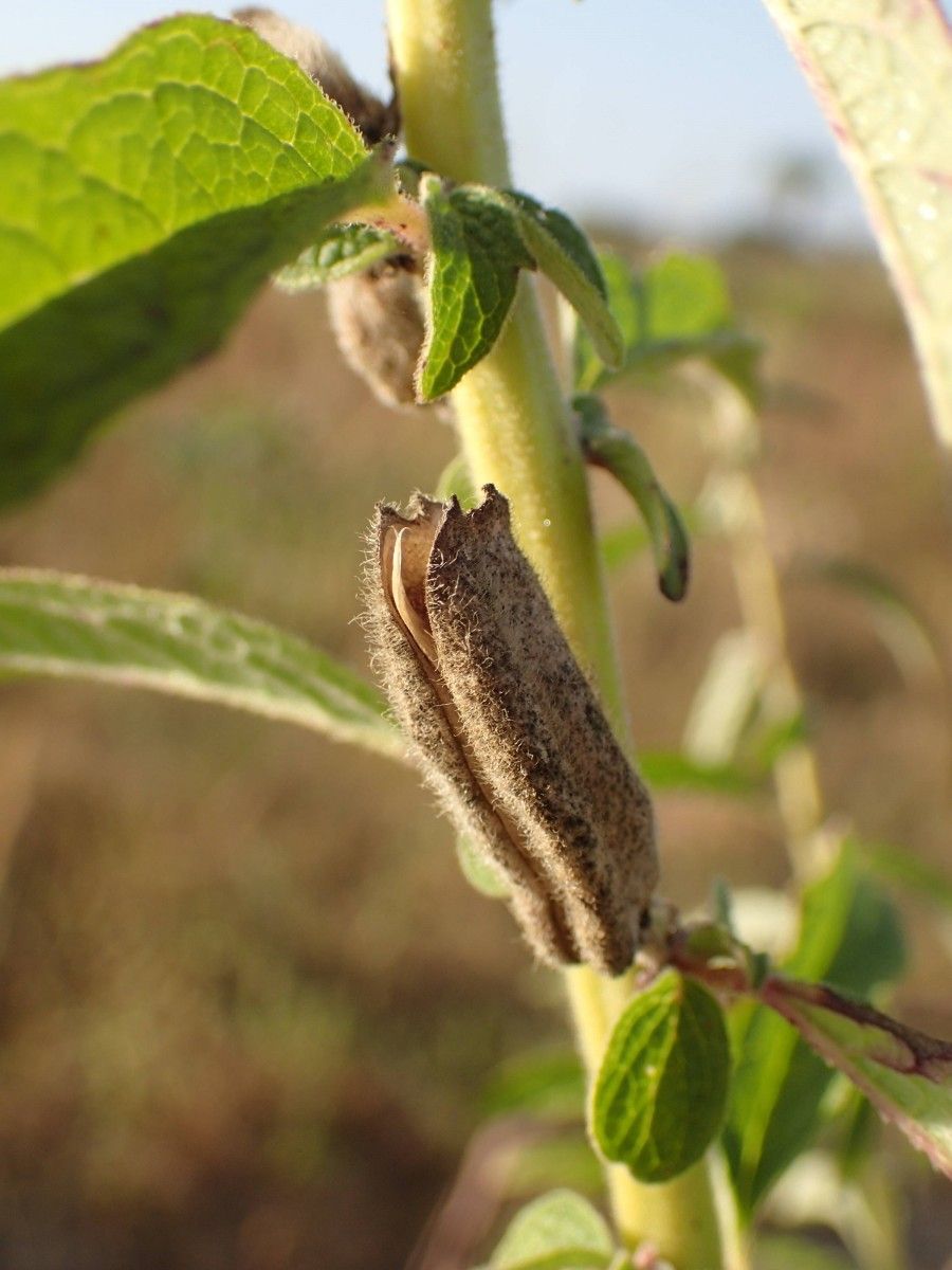 Sesamum radiatum fruit