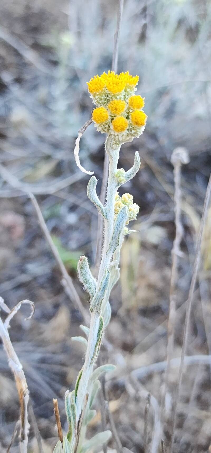 Helichrysum leucocephalum bark