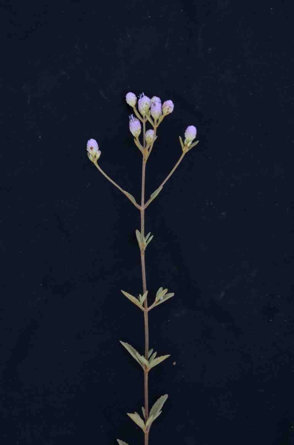 Chromolaena horminoides leaf