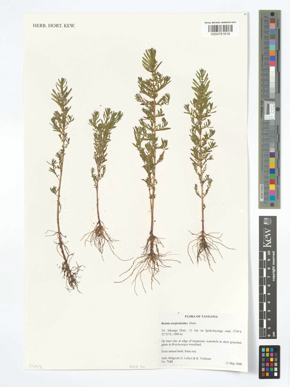 Rotala serpiculoides — search result for 'Rotala'