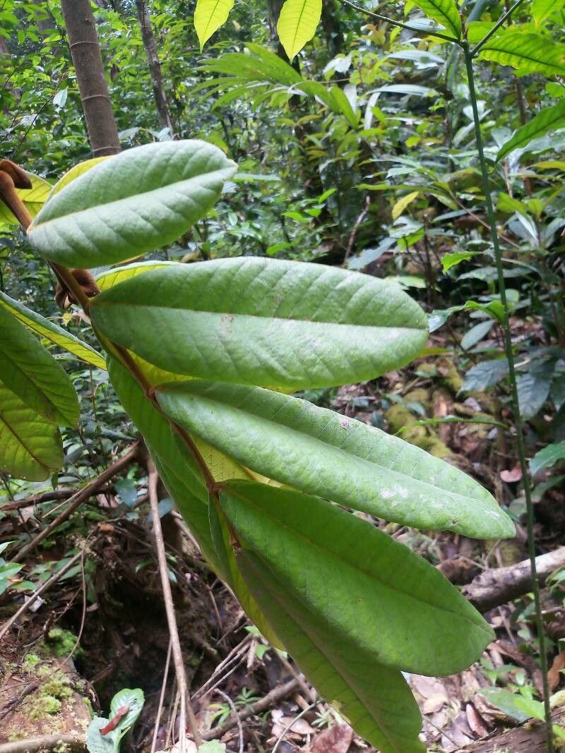 Swartzia panacoco — search result for 'Guyana'