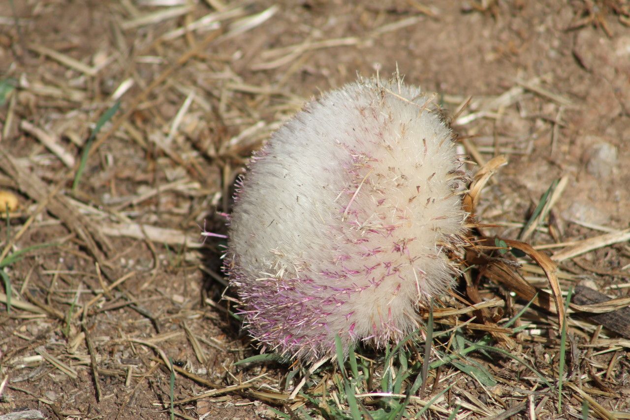Carlina gummifera flower