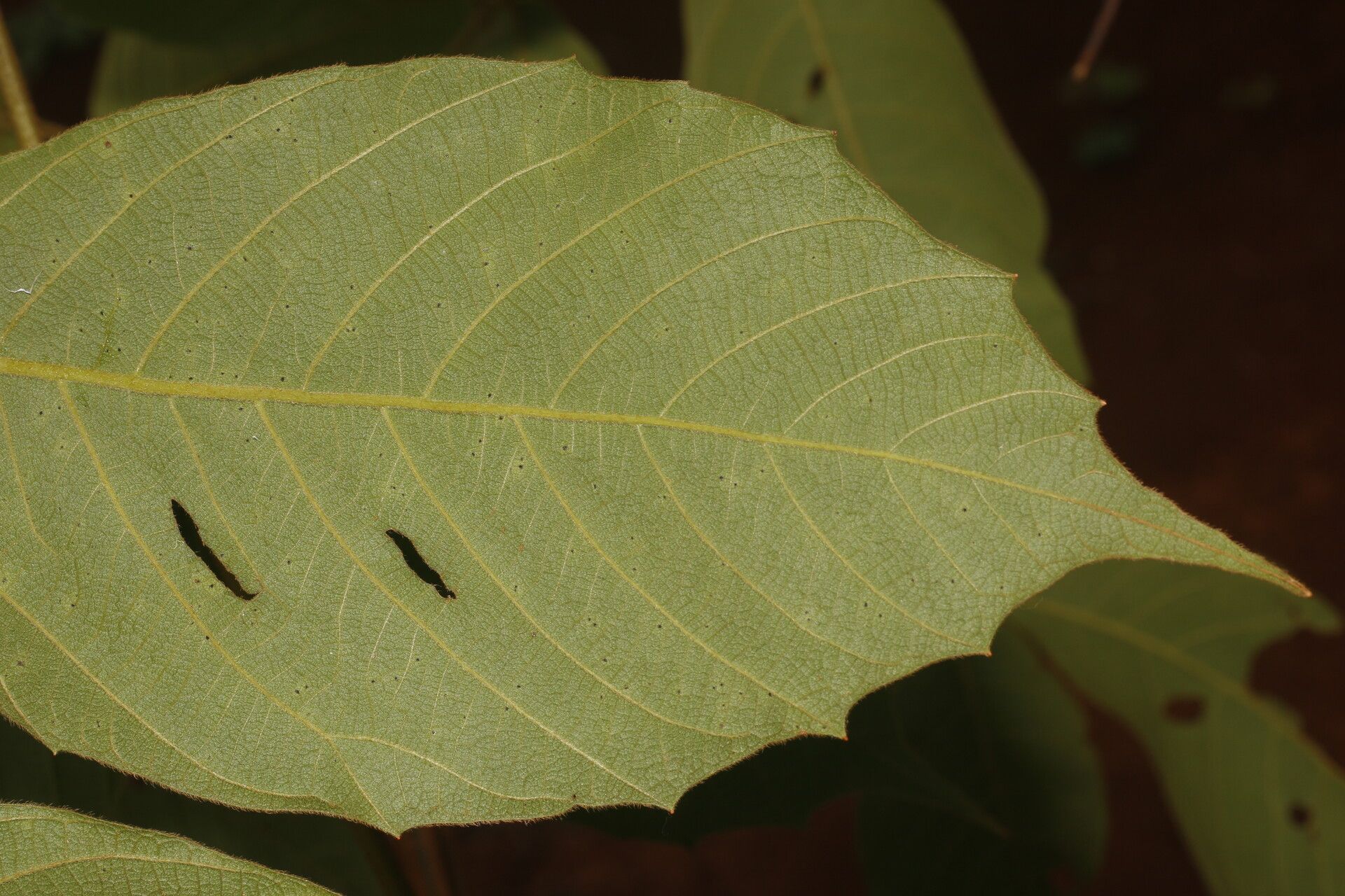 Paullinia bracteosa leaf