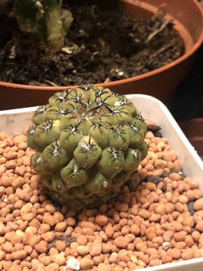 Eriosyce napina — houseplant care guide