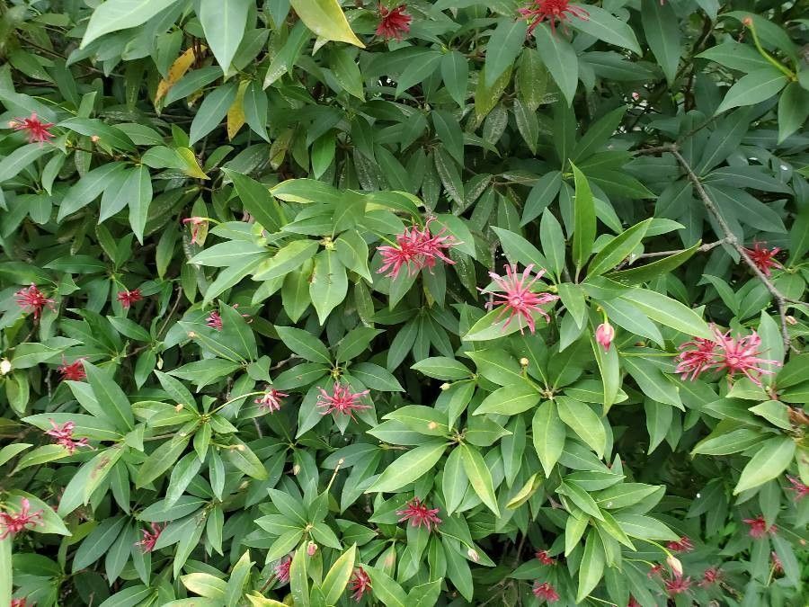 Illicium floridanum leaf
