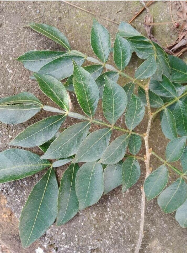 Inga virescens — houseplant care guide