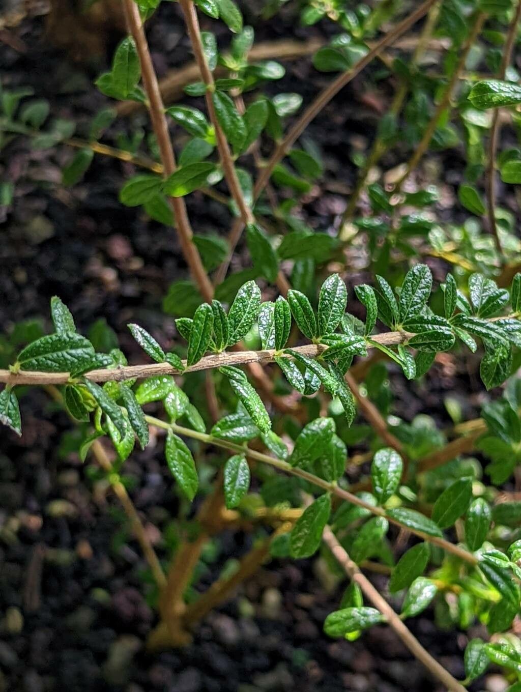 Nashia inaguensis leaf