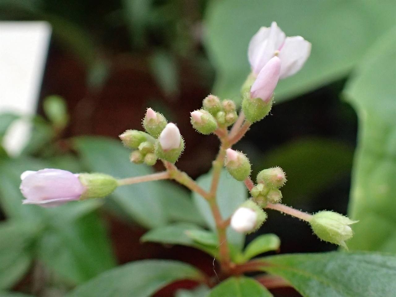 Centradenia floribunda habit