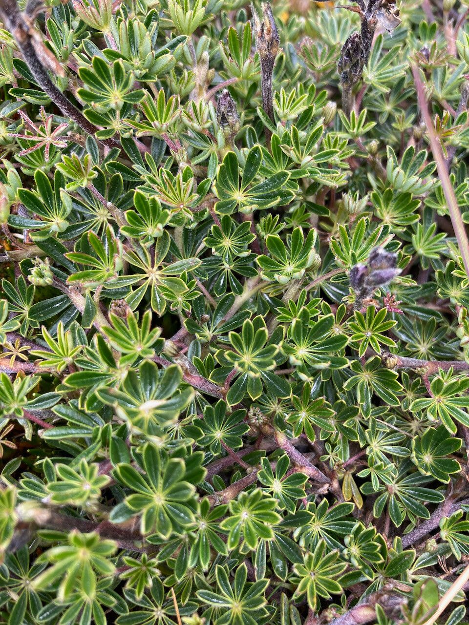 Lupinus colombiensis leaf