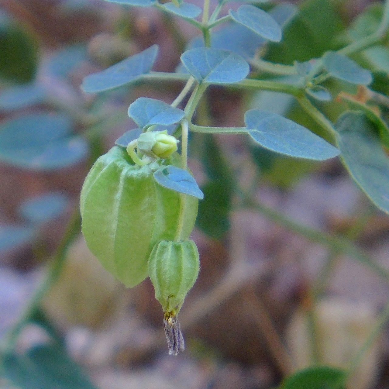 Physalis crassifolia fruit