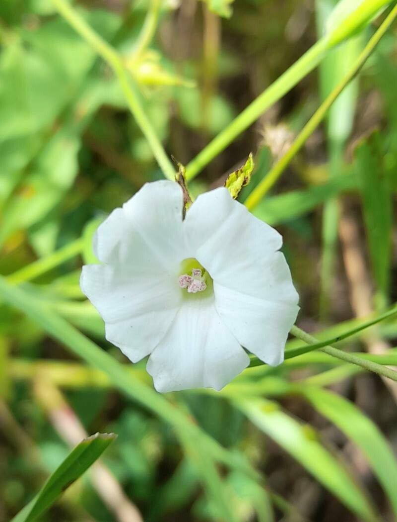 Distimake cissoides flower