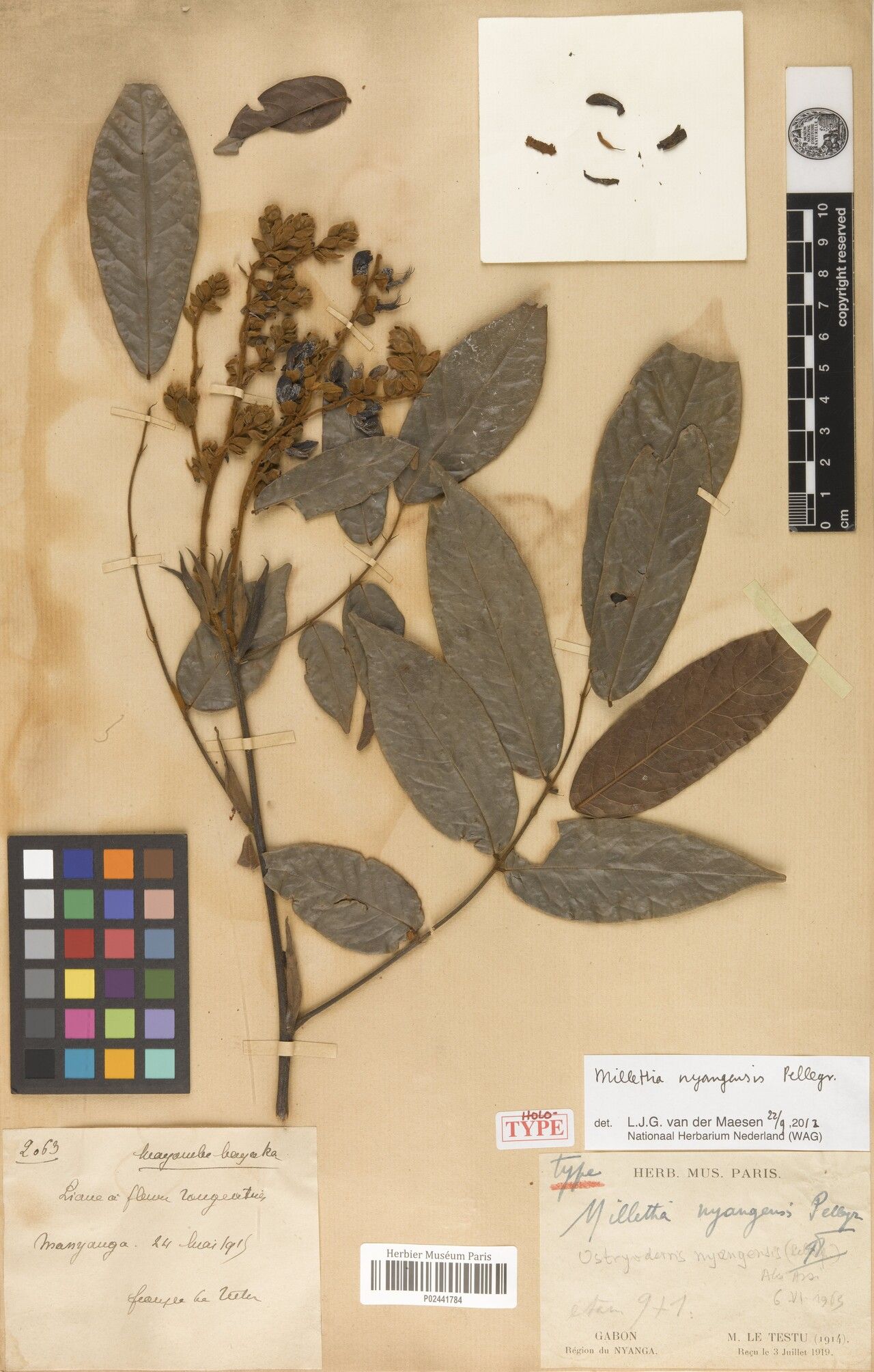 Millettia nyangensis — houseplant care guide